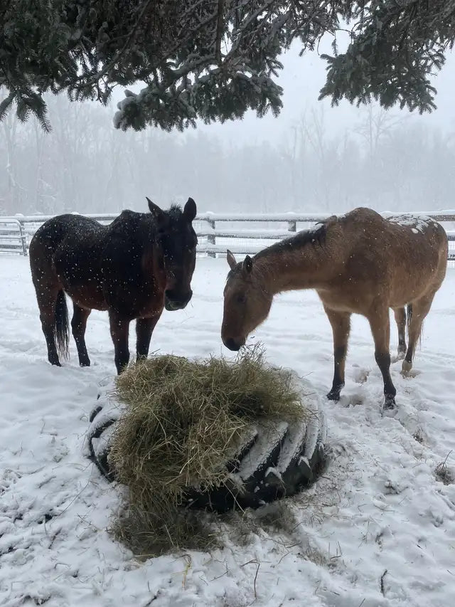 Outdoor 24/7 Horse Boarding