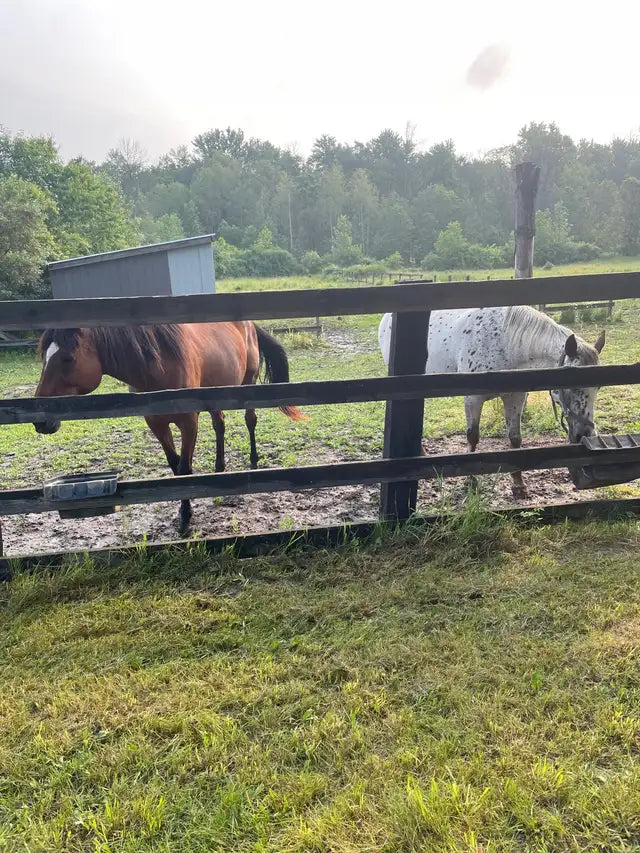Outdoor 24/7 Horse Boarding